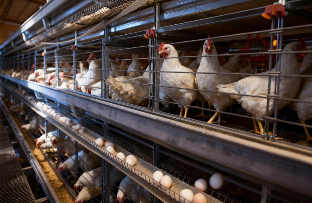 Verzinkter Draht für die Tierhaltung